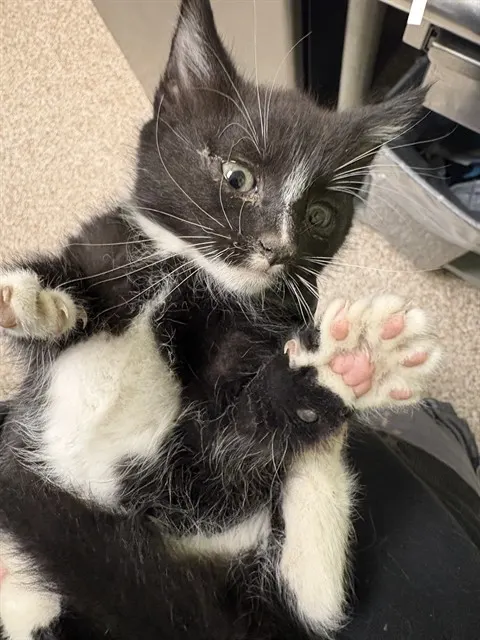 Adoptable Cat