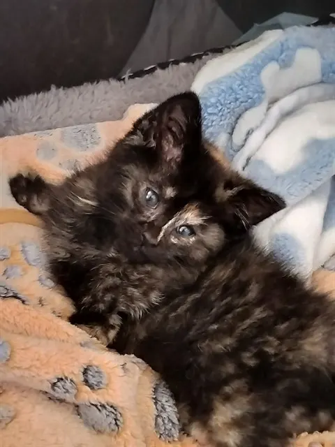Remi