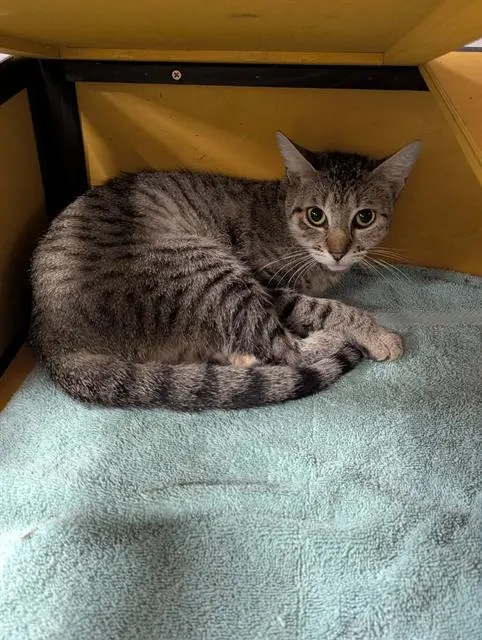 Pita