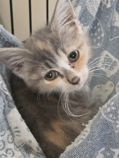 Callie
