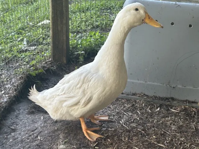 Daffy