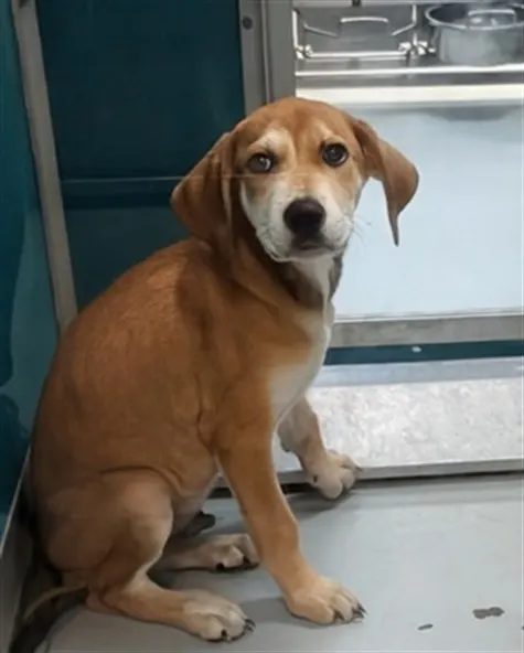 Adoptable Dog