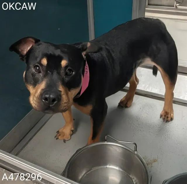 Adoptable Dog