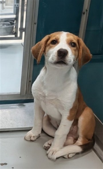 Adoptable Dog