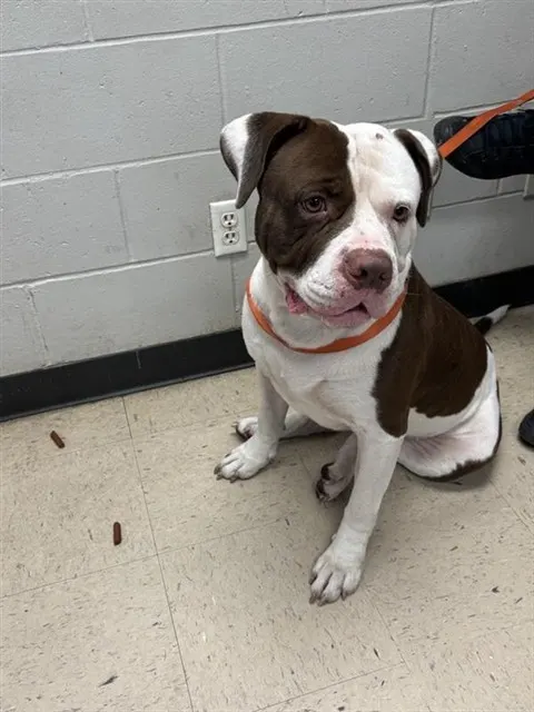Tyson