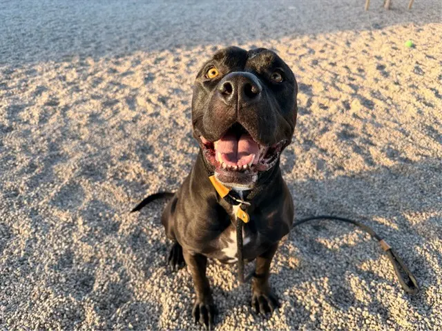 Dozer