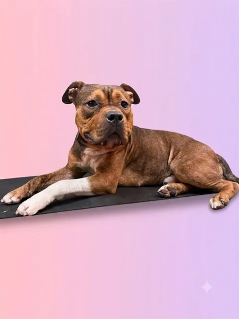 Brindie