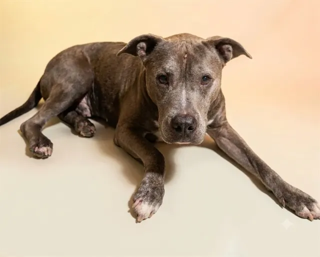 Jenkins