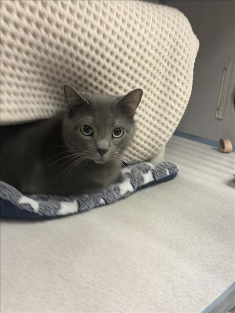 Gracie