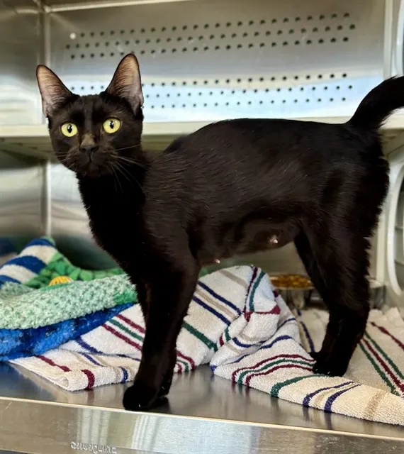 Salem