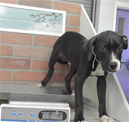 Adoptable Dog