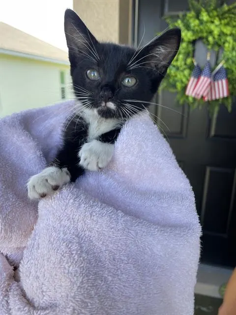 Adoptable Cat