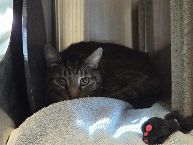 Mr. Cat