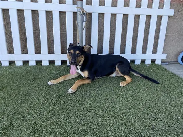 Adoptable Dog