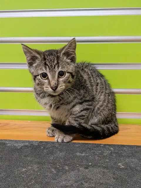 Fergus