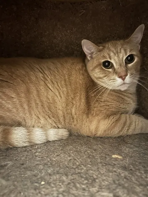 Milo