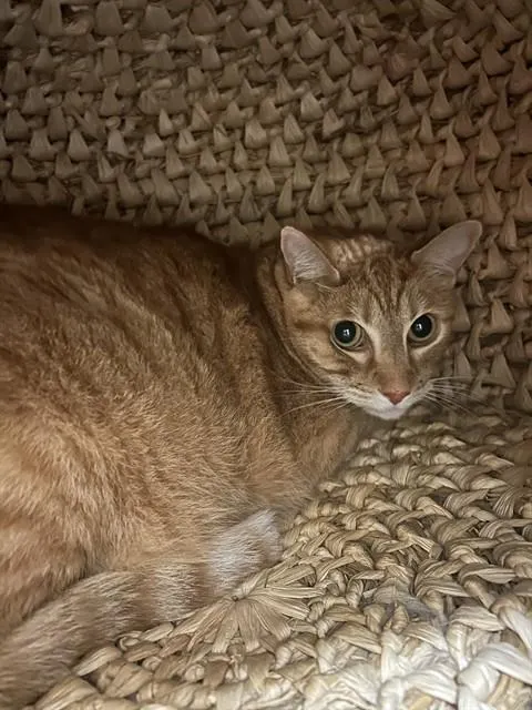 Tigger