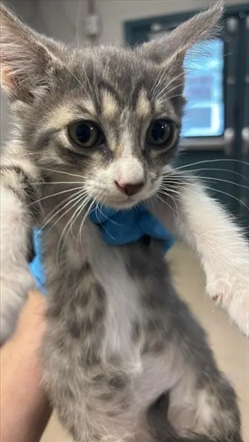 Adoptable Cat