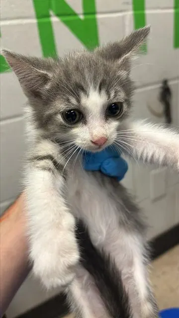Adoptable Cat