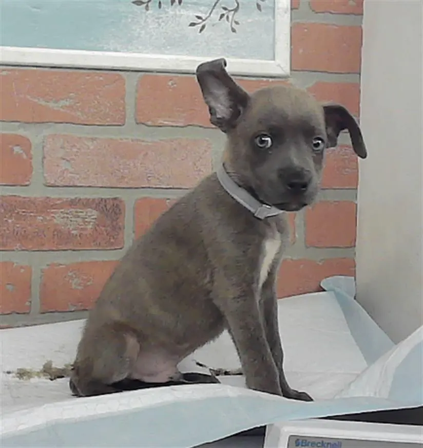 Adoptable Dog