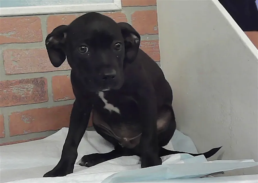 Adoptable Dog