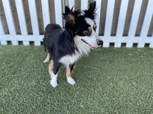 Bruno