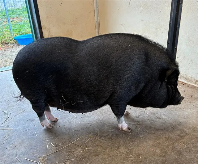 Gloria