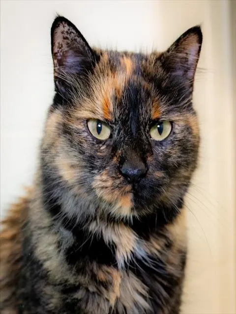 Lulu