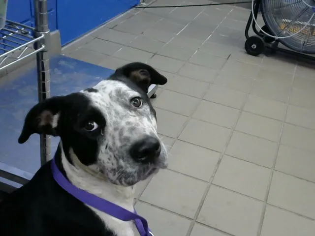 Oreo