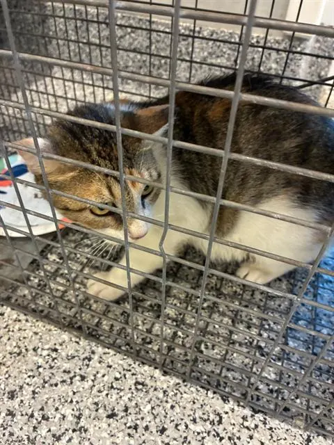 Adoptable Cat