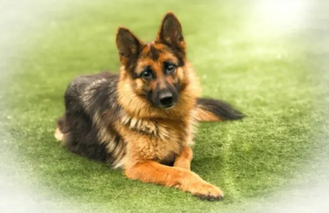 Minnow