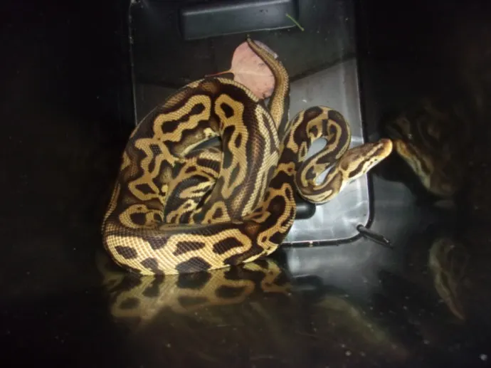 Jake The Snake
