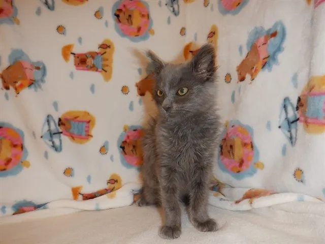 Adoptable Cat