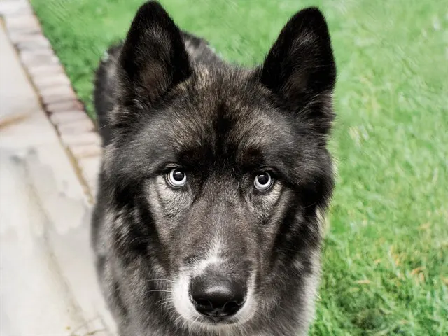 Milo