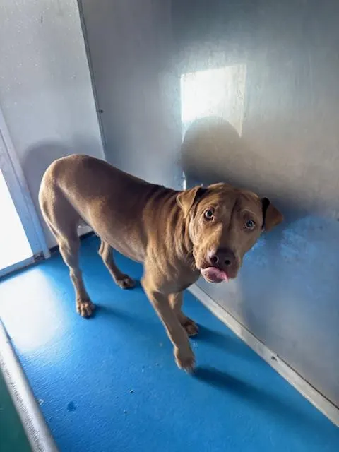 Adoptable Dog
