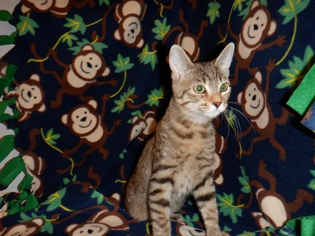 Adoptable Cat