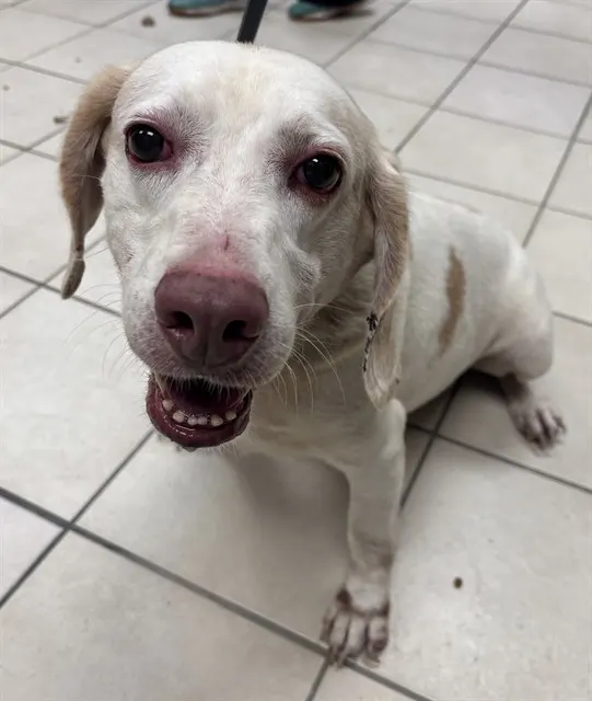 Shelter Staff Named Me *Sherlock