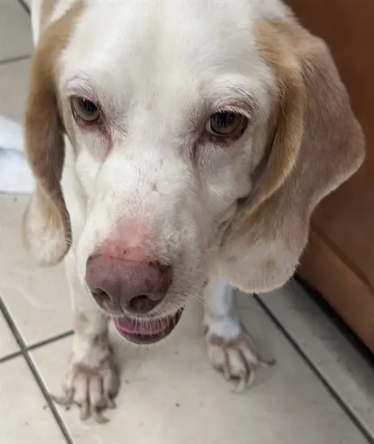 Shelter Staff Named Me *Watson