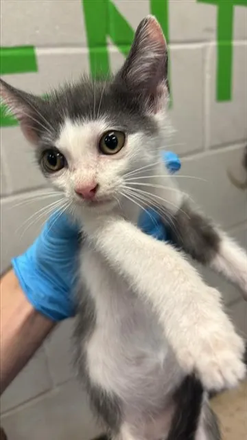 Adoptable Cat