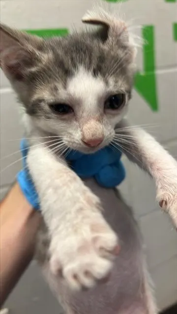 Adoptable Cat