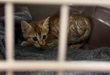 Adoptable Cat