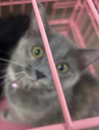 Adoptable Cat