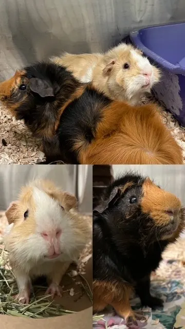 Potato