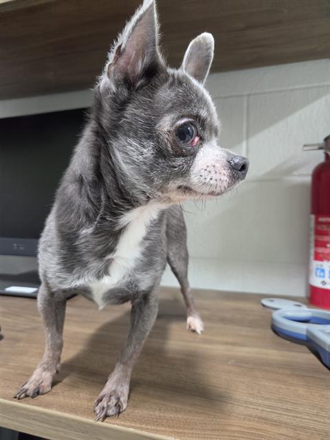 Adoptable Dog
