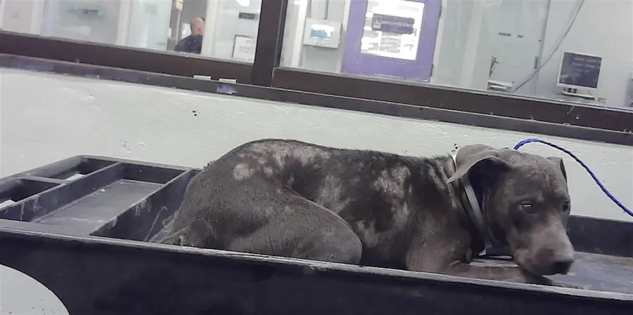 Adoptable Dog