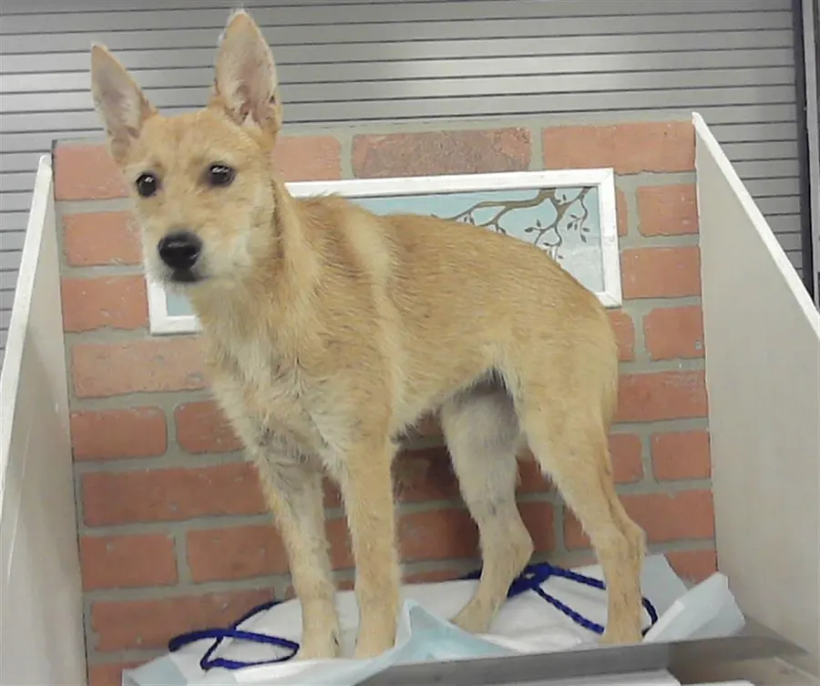 Adoptable Dog