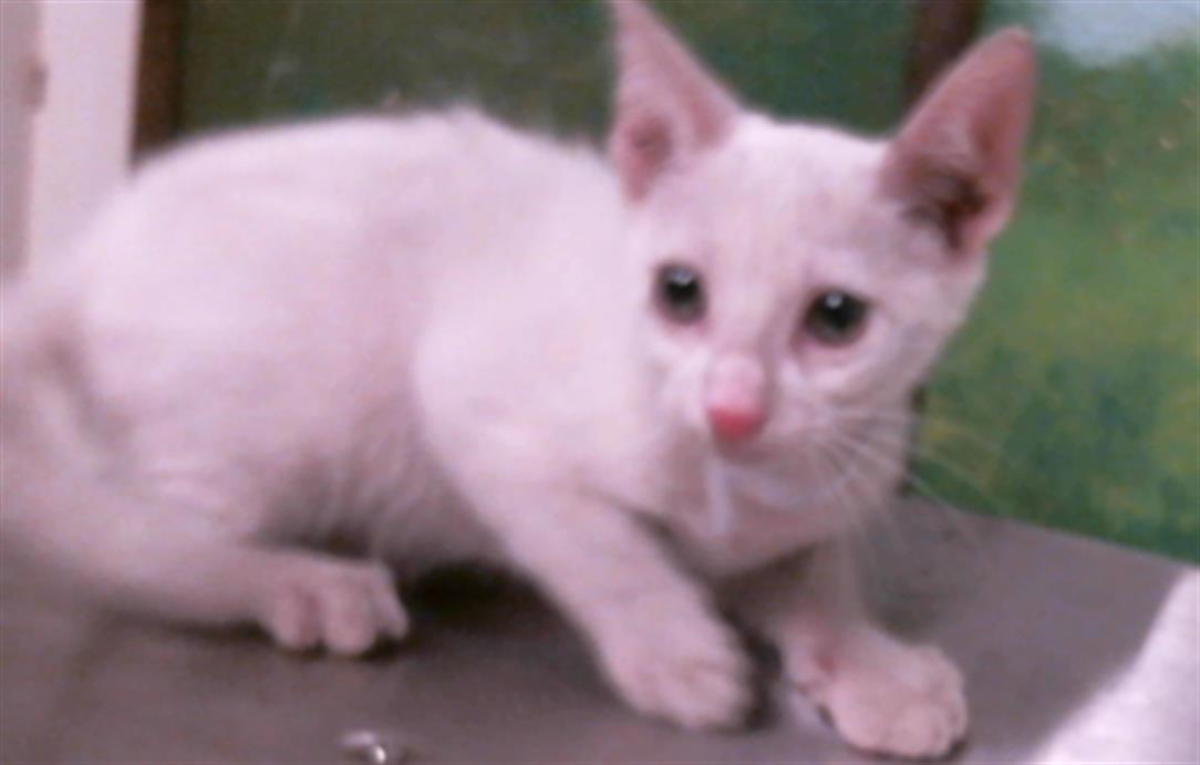 Tutsie