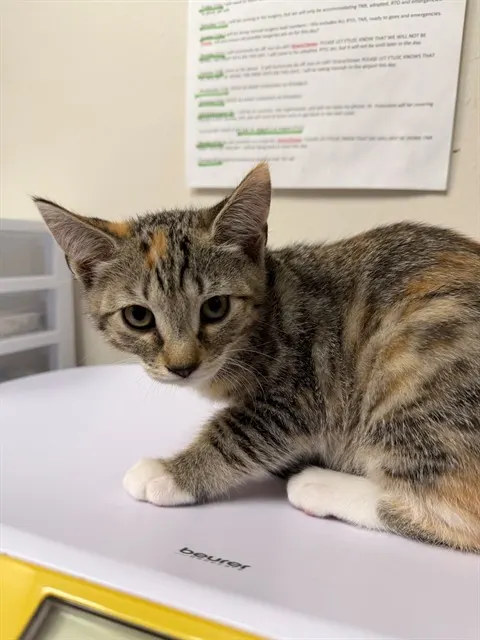 Adoptable Cat