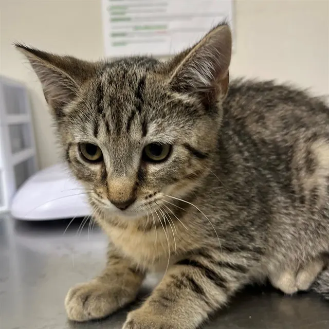 Adoptable Cat