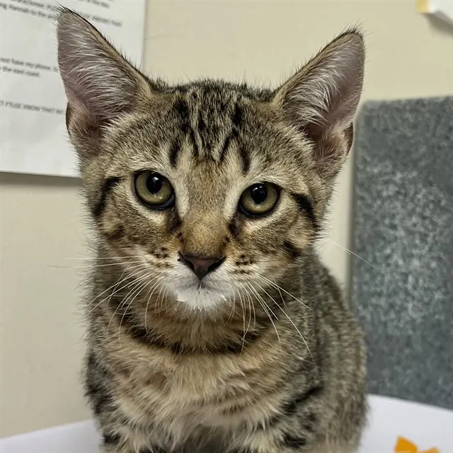 Adoptable Cat